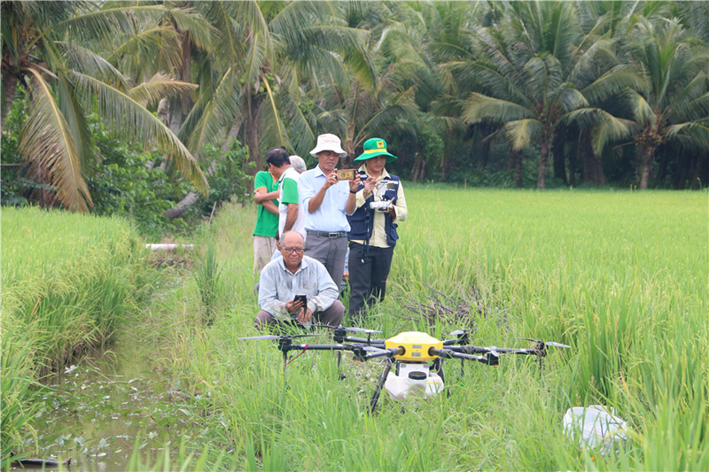 Ứng dụng máy bay phun thuốc giúp nông dân nhẹ công canh tác lúa (Nguồn: Khuyến nông Hậu Giang)