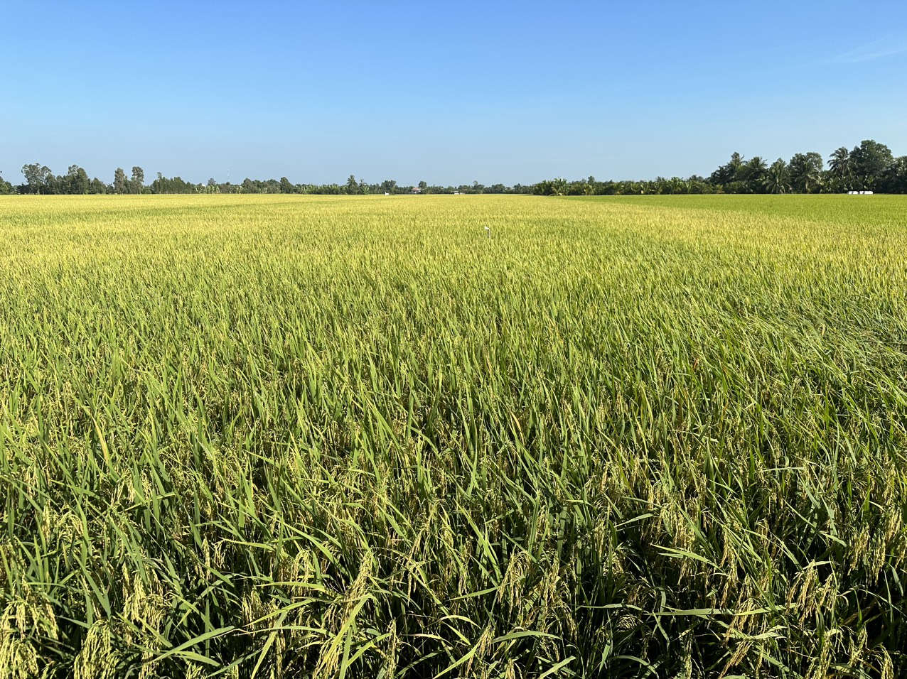 Cánh đồng lúa chuẩn bị thu hoạch tại huyện Cai Lậy, tỉnh Tiền Giang