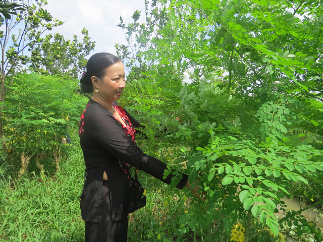Vườn chùm ngây của chị Thủy được trồng theo hướng hữu cơ, an toàn cho người sử dụng - Ảnh baodongthap