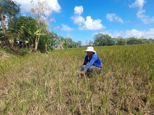 Ruộng lúa khô héo ở ấp Ô Răng, xã Long Sơn, huyện Cầu Ngang, tỉnh Trà Vinh