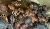 Buôn bán rùa trên mạng xã hội và hệ lụy tới môi trường sống (Kỳ 1)