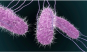 Ngộ độc đêm Trung thu: Có vi khuẩn Salmonella spp