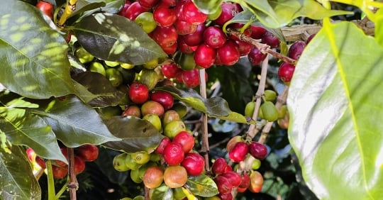 Đi tìm dấu ấn hương vị cà phê Arabica Việt Nam
