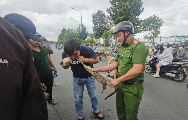 Lực lượng chức năng vây bắt cá sấu (Ảnh: Thanh niên)