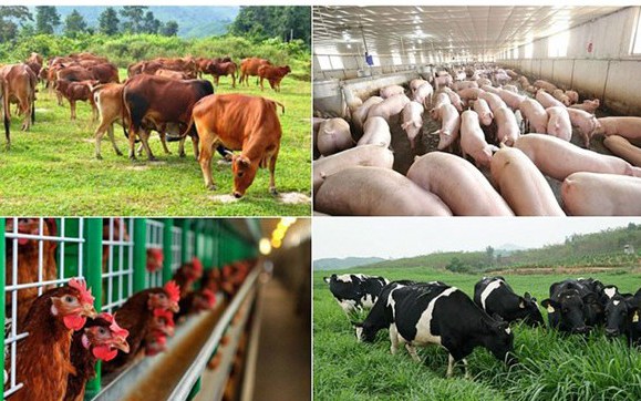 Nhiều chính sách hỗ trợ khắc phục dịch bệnh động vật (Ảnh: VGP)