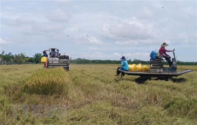Thu hoạch lúa Hè Thu năm 2021 ở huyện Thanh Bì, Đồng Tháp. (Ảnh: Nguyễn Văn Trí/TTXVN)