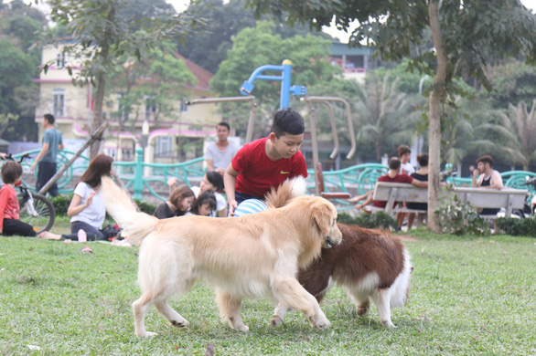 Tại nhiều khu vực vui chơi của trẻ em ở Hà Nội, xuất hiện rất nhiều con chó thả rông không đeo rọ mõm - Ảnh: Tuổi trẻ