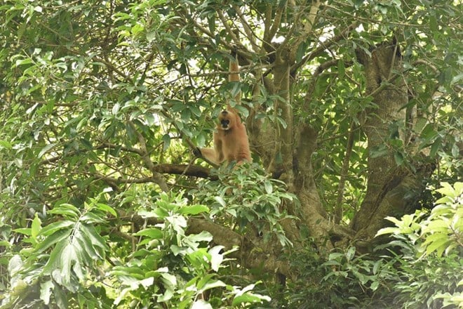 Từ năm 1993, Vườn quốc gia Cúc Phương (Ninh Bình) hợp tác với Hội động vật Frankfurt, Vườn thú Leipzig, trong công tác bảo tồn các loài linh trưởng của Việt Nam. Ảnh: Một cá thể voọc tại khu bán hoang dã. (Ảnh: Đức Phương/TTXVN)