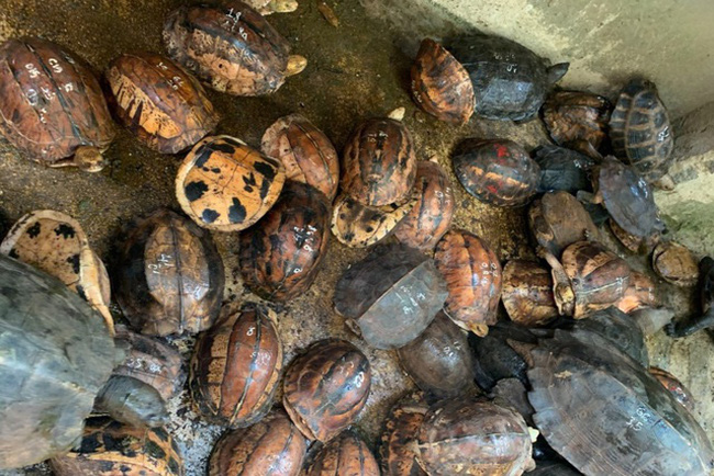 Số lượng lớn cá thể rùa phát hiện tại nhà một đối tượng buôn bán cá thể rùa nguy cấp, quý, hiếm.