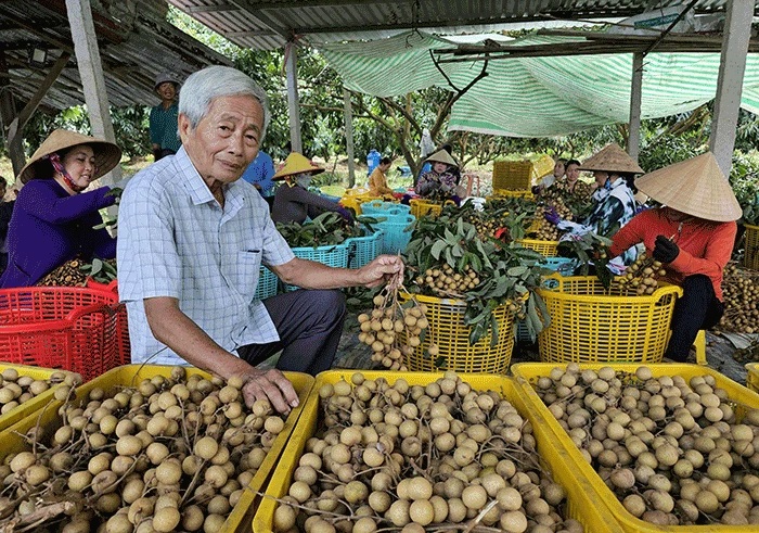 Ông Nguyễn Văn Triều - PGĐ HTX Đồng Tâm đã có đóng góp nhiều để đưa trái nhãn Ido vươn ra thị trường quốc tế