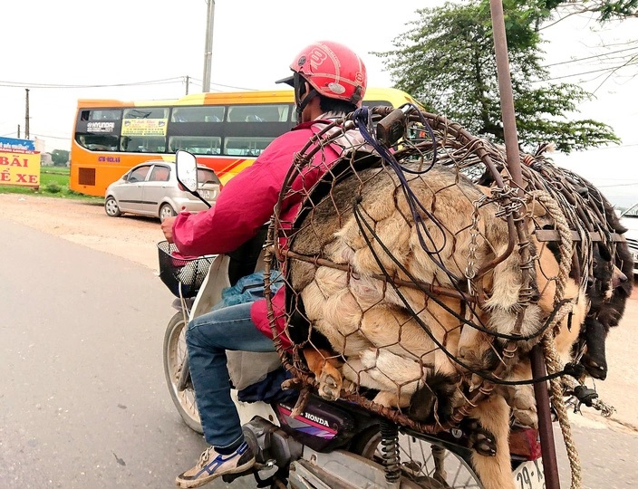 Một người dân thu mua chó ở khu vực ngoại thành Hà Nội đưa đến một lò mổ thịt. Ảnh: Nam Trần/Báo Tuổi trẻ