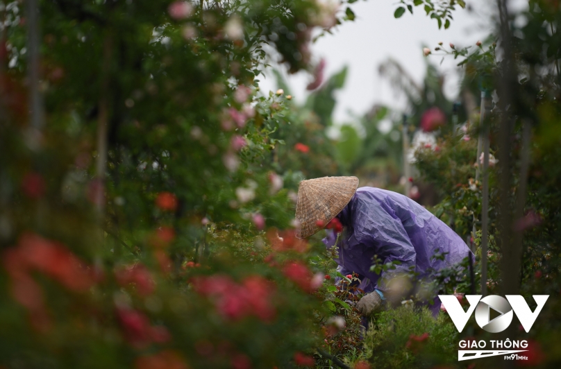 Thời tiết Hà Nội dạo gần đây thường hay có mưa nhỏ, nhưng người nông dân không quản ngại để chăm sóc hoa cho ngày lễ hội sắp tới.