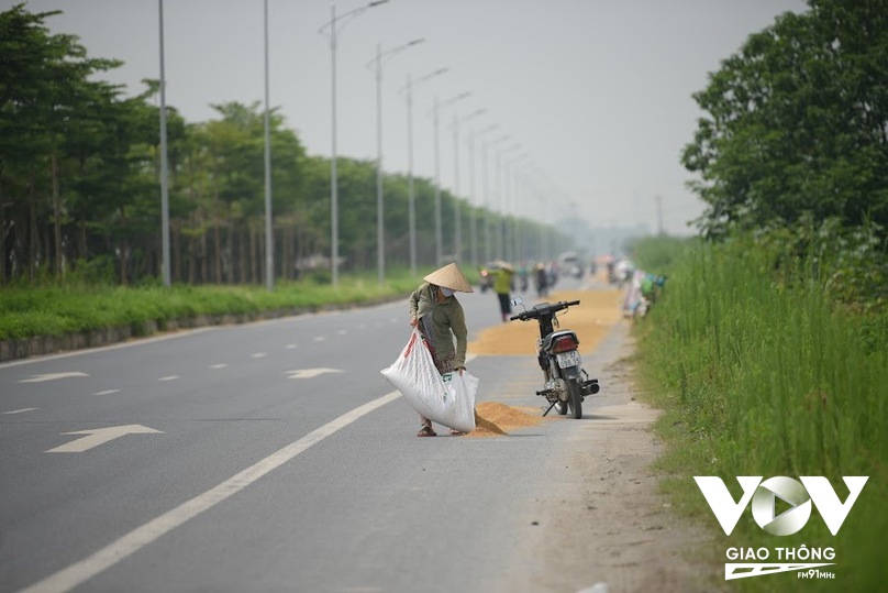 Thời điểm này đang vào vụ thu hoạch lúa, chỉ cần di chuyển qua một số tuyến đường thuộc huyện Thanh Oai (Hà Nội) không khó để bắt gặp việc người dân chiếm dụng lòng, lề đường để phơi thóc